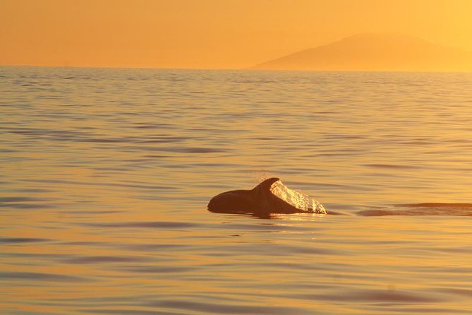 Magical Whales in the Midnight Sun | from Reykjavik - Meeting at Elding Whale Watching and Using the Whale-Watching Centre First