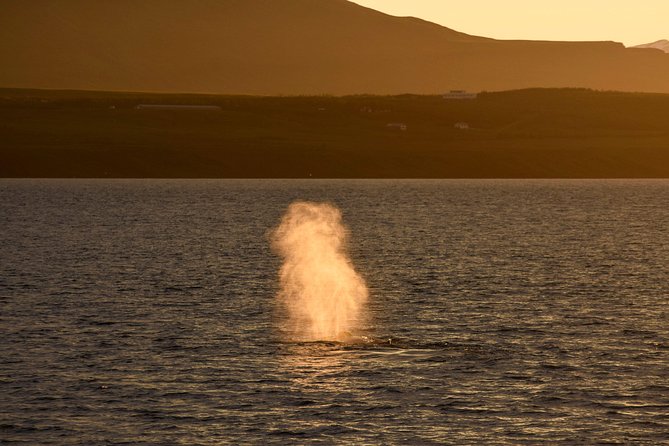 Magical Whales in the Midnight Sun | from Reykjavik - Food, Drinks, and What to Bring for a Comfortable Late-Night Return
