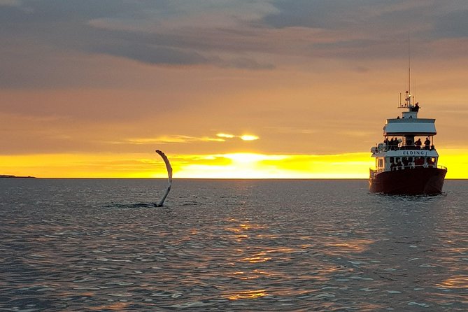 Magical Whales in the Midnight Sun | from Reykjavik - Value Check: Is a $105 Whale Cruise a Smart Deal?