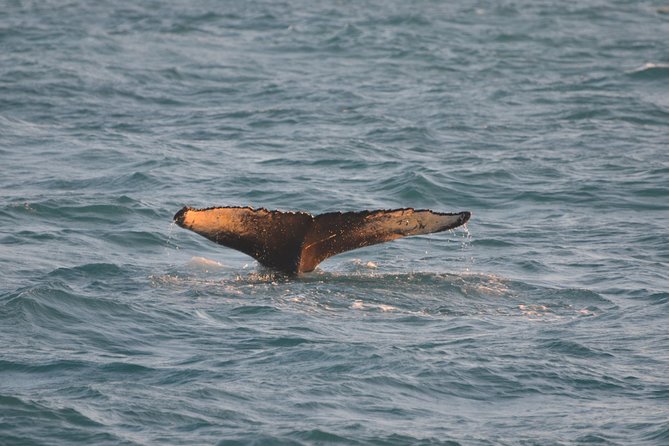 Magical Whales in the Midnight Sun | from Reykjavik - Who This Tour Fits Best (and When to Think Twice)