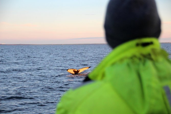 Midnight Sun Whale Watching from Reykjavik - Key things to know before you go