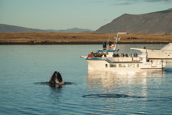 Midnight Sun Whale Watching from Reykjavik - Why this midnight sun whale watch is a different kind of Reykjavik night