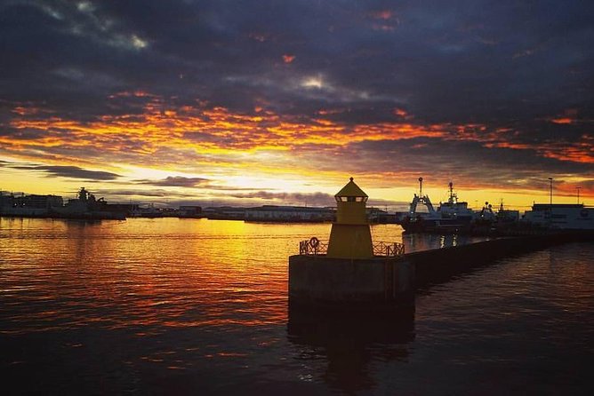 Midnight Sun Whale Watching from Reykjavik - What you might spot: whales, dolphins, porpoises, and birds