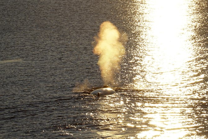 Midnight Sun Whale Watching from Reykjavik - Staying warm (and sane): thermal overalls, heated indoor areas, and sea-sickness help