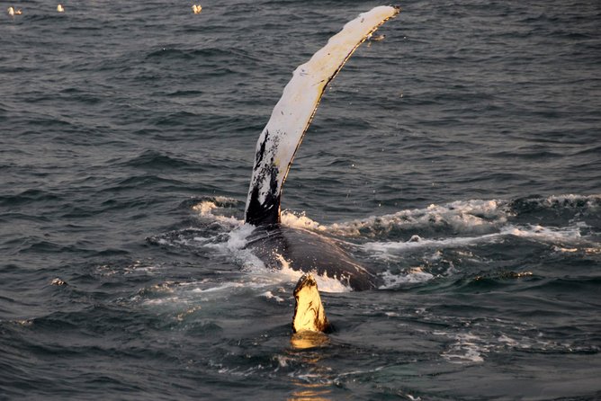 Midnight Sun Whale Watching from Reykjavik - The guide factor: what you’ll learn while you watch