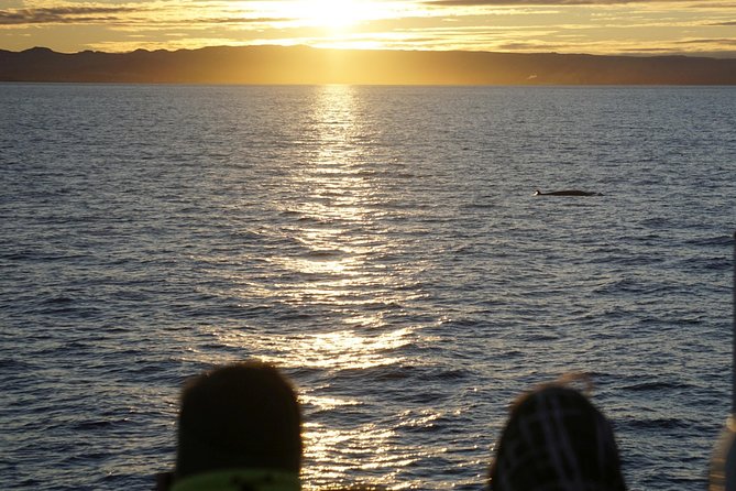 Midnight Sun Whale Watching from Reykjavik - Inclement weather reality: how the tour handles sea and sky