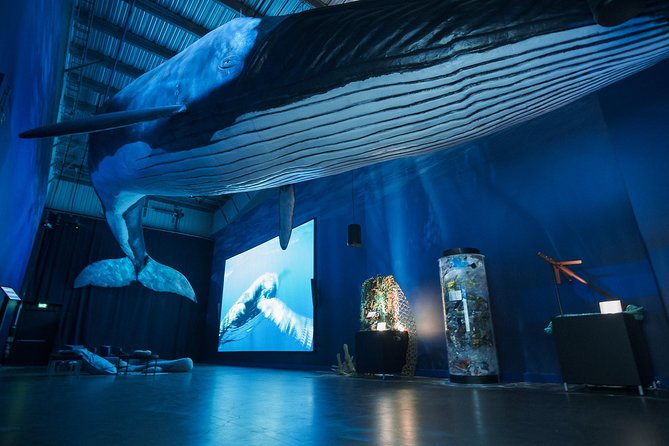 Northern Lights by Boat with a Backup Plan from Reykjavik - When the Sky Won’t Cooperate: The Whales of Iceland Backup Plan