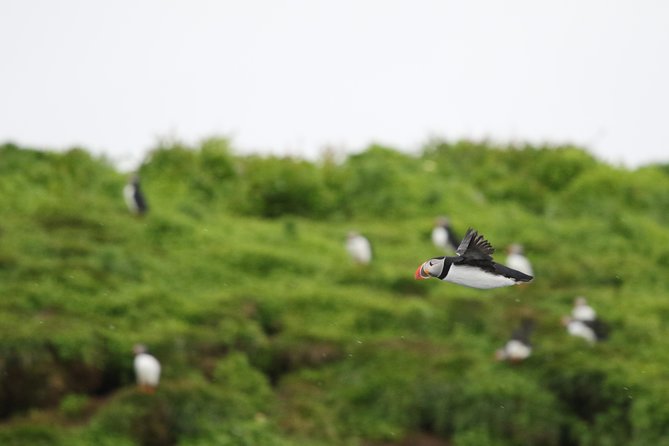 Premium Small-Group Puffin & Bird Watching tour from Reykjavík - Key highlights worth knowing