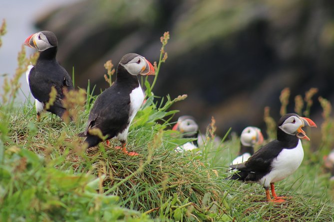 Premium Small-Group Puffin & Bird Watching tour from Reykjavík - Faxaflói Bay in One Hour: Why This Puffin Tour Works