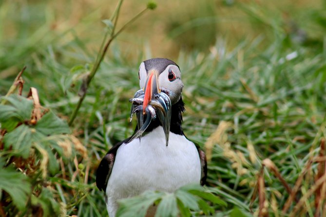 Premium Small-Group Puffin & Bird Watching tour from Reykjavík - Binoculars, Overalls, and Comfort: What’s Actually Included