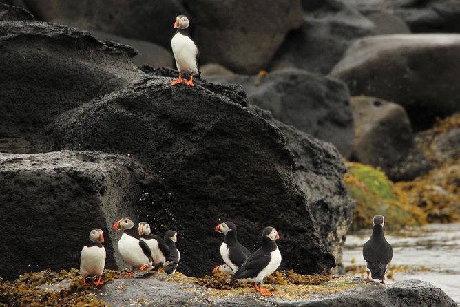 Premium Small-Group Puffin & Bird Watching tour from Reykjavík - Best Months and Departure Timing (May 15–Aug 20)