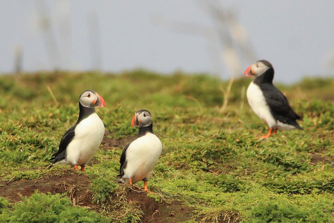 Premium Small-Group Puffin & Bird Watching tour from Reykjavík - Akurey and the Puffin Islands: How Close You Really Get