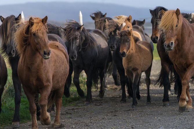 Private Golden Circle Tour by Luxury SUV from Reykjavik - Gullfoss plus Faxi Waterfall: the Golden Circle payoff