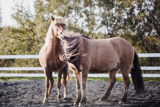 Private Icelandic Horseback Ride: Matched to Skill Level - Matched to Skill Level: How Private Changes Your Confidence