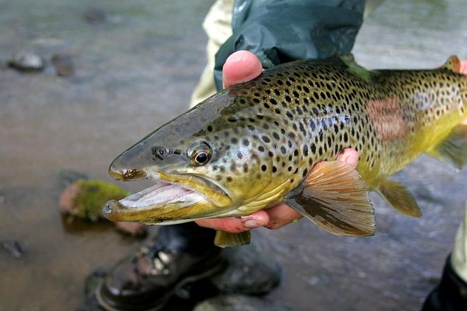Private Lake and River Fishing Tour from Reykjavik - The Drive via Thingvellir and the Golden Circle Fishing Water