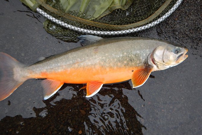 Private Lake and River Fishing Tour from Reykjavik - Fly Fishing Here: Beginner-Friendly, Not Just Fancy