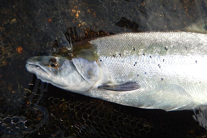 Private Lake and River Fishing Tour from Reykjavik - Gear, Permits, and Why This Tour Feels Effortless