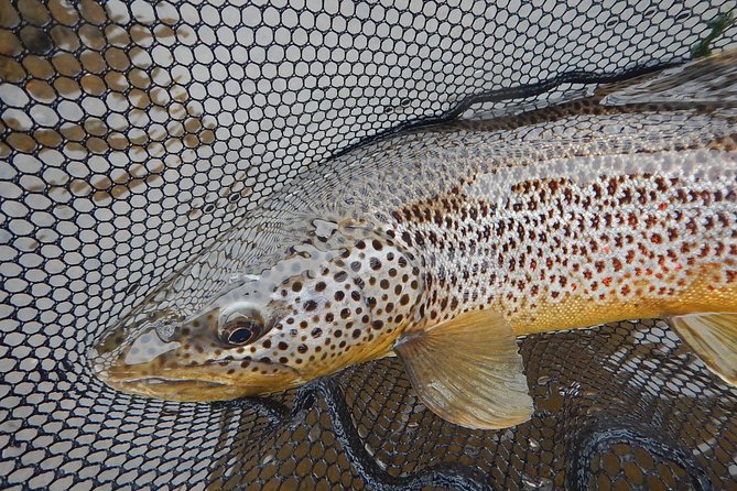 Private Lake and River Fishing Tour from Reykjavik - Timing, Food, and Weather: How to Plan Your Day