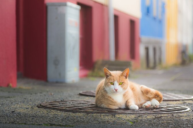 Private Reykjavik Cat Walking Tour - Meeting at Hlöllabátar on Ingólfstorg Square