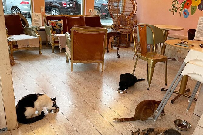 Private Reykjavik Cat Walking Tour - The cat cafe stop that actually does the work: Kattakaffihúsið