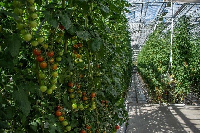 Private Tour Of The Golden Circle With Farm Visits In Iceland - Fridheimar tomato farm: geothermal heat that turns weird into normal