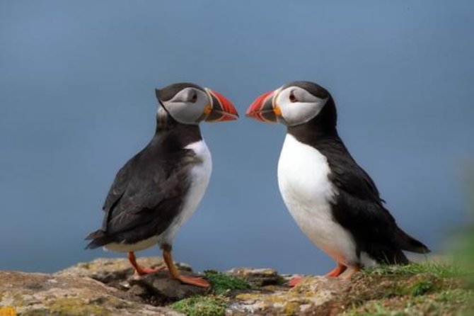 Puffin Cruise with Expert Tour Guide from Reykjavik - Key Things I’d Focus On