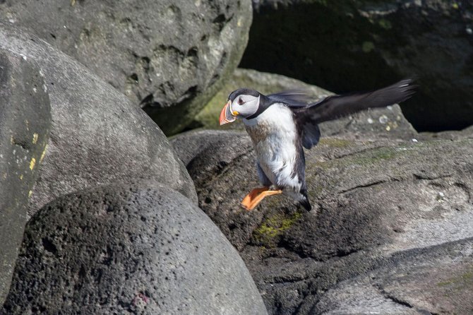 Puffin Cruise with Expert Tour Guide from Reykjavik - Boat Comfort, Crowds, and Photo Reality With Puffins Far From the Camera