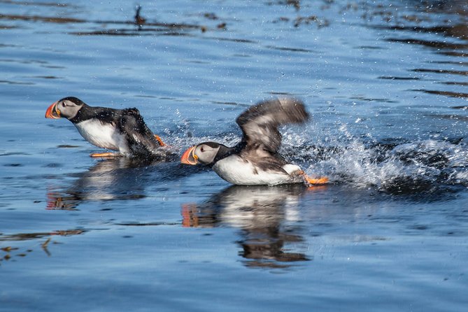 Puffin Cruise with Expert Tour Guide from Reykjavik - The Guide Makes It: From Puffin Facts to Ocean Stories