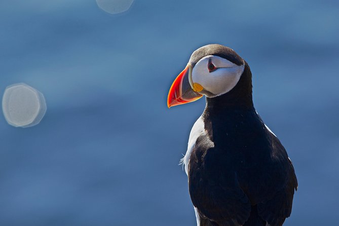 Puffin Cruise with Expert Tour Guide from Reykjavik - Seabirds Beyond Puffins: What You’ll See Besides the Main Attraction