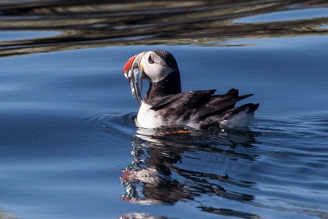 Puffin Cruise with Expert Tour Guide from Reykjavik - Value for $63.96: Why This Feels Like a Smart “Puffin First” Choice