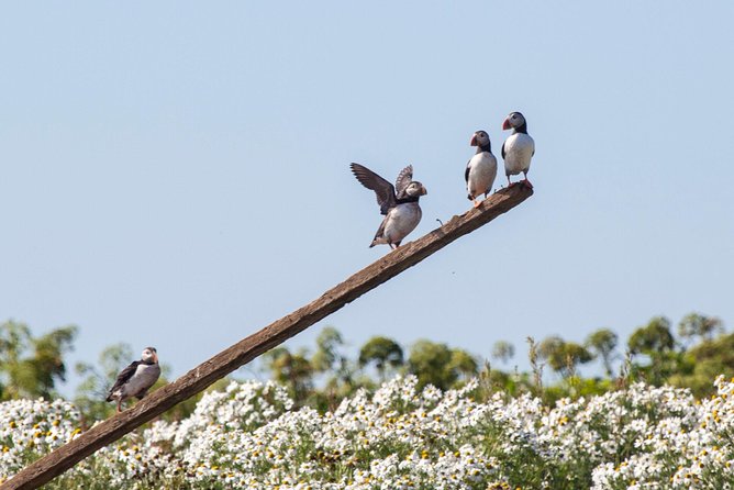 Puffin Cruise with Expert Tour Guide from Reykjavik - Akurey Island Timing: When the Puffins Are Actually There