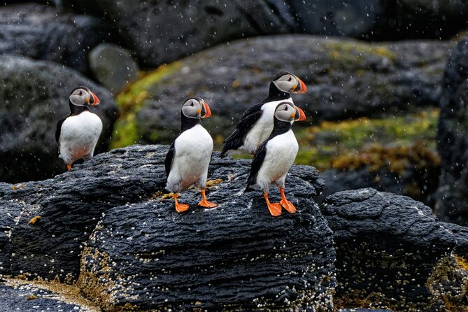 Puffin Jet ski tour in Reykjavík - What You’ll Actually See (Beyond the Puffins)