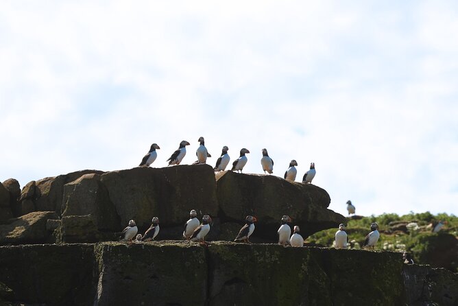 Puffin Jet ski tour in Reykjavík - Puffin Island and Viðey: Your Best Shot at Seabirds