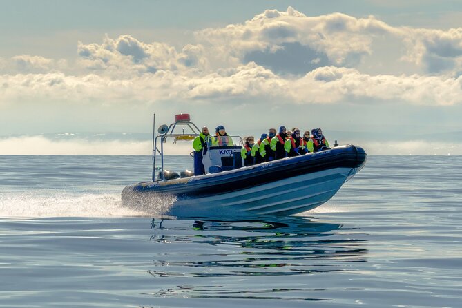 Puffin Watching Speedboat Express - A 12-seat RIB that keeps the tour focused