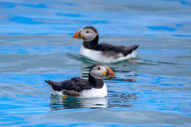 Puffin Watching Speedboat Express - Videy Island and puffins: close viewing with quieter engine time