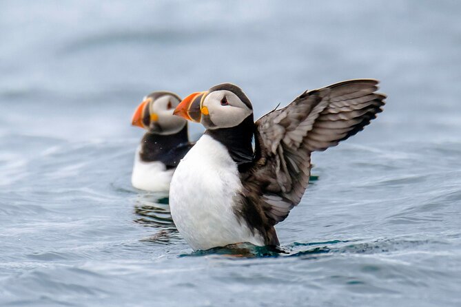 Puffin Watching Speedboat Express - Old Harbour at the end: how the timing feels
