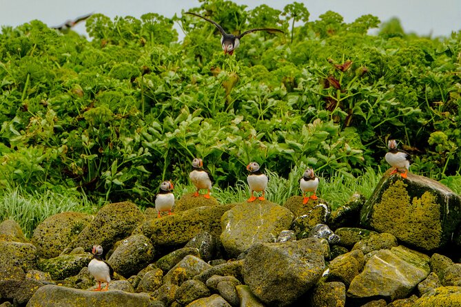 Puffin Watching Speedboat Express - Weather, sea conditions, and the one thing you should plan for