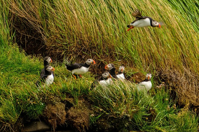 Puffin Watching Speedboat Express - English guide, small-group Q&A, and why that matters