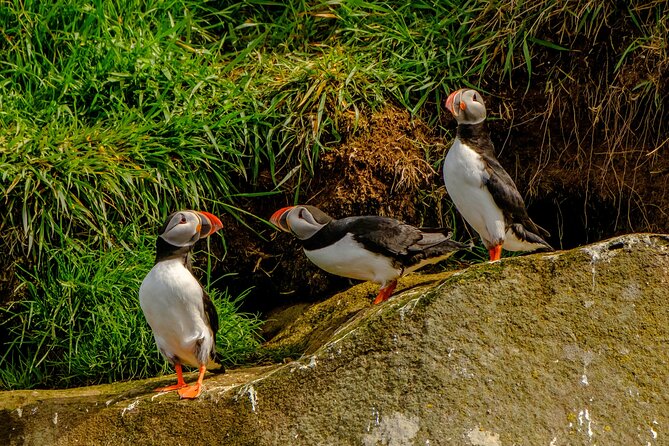 Puffin Watching Speedboat Express - Price and value: is $76 per person fair?