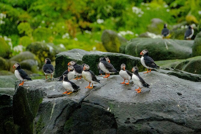 Puffin Watching Speedboat Express - Meeting Harpa, the city coastline, and why it’s part of the fun