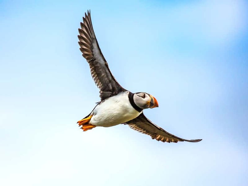 Puffin Watching Yacht Cruise from Downtown Reykjavík - Quick Highlights