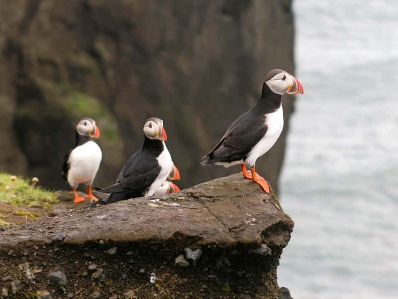 Puffin Watching Yacht Cruise from Downtown Reykjavík - From Old Harbour House to Faxaflói Bay: The Feel of the Cruise