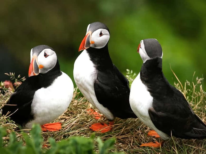 Puffin Watching Yacht Cruise from Downtown Reykjavík - Wildlife Chances Beyond Puffins (Seals, Dolphins, and Whales)