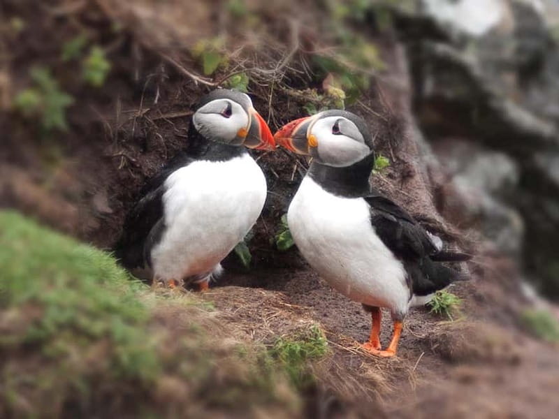 Puffin Watching Yacht Cruise from Downtown Reykjavík - Who Should Book This Puffin Watching Cruise?