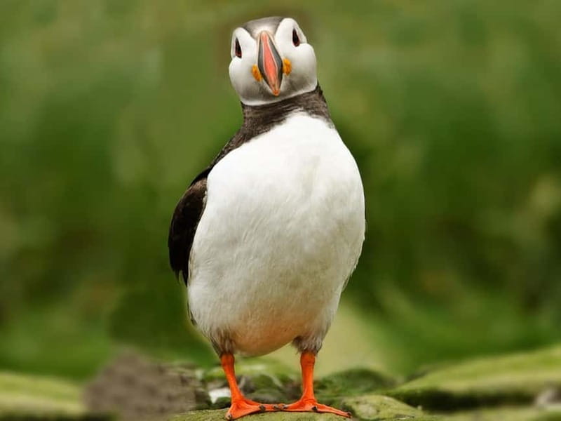 Puffin Watching Yacht Cruise from Downtown Reykjavík - FAQ