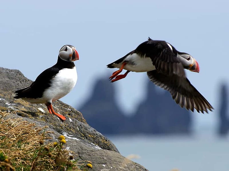 Puffin Watching Yacht Cruise from Downtown Reykjavík - Engey, Lundey, and Viðey: Where Puffins Are Most Likely to Show
