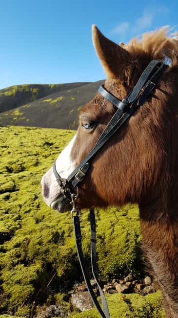 Reykjadalur: Horseback Riding Tour for Families & Beginners - Reykjadalur in one hour: what this ride is really like
