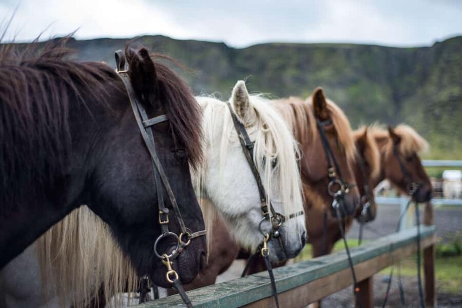 Reykjadalur: Horseback Riding Tour for Families & Beginners - Small-group guiding in English: how the teaching feels
