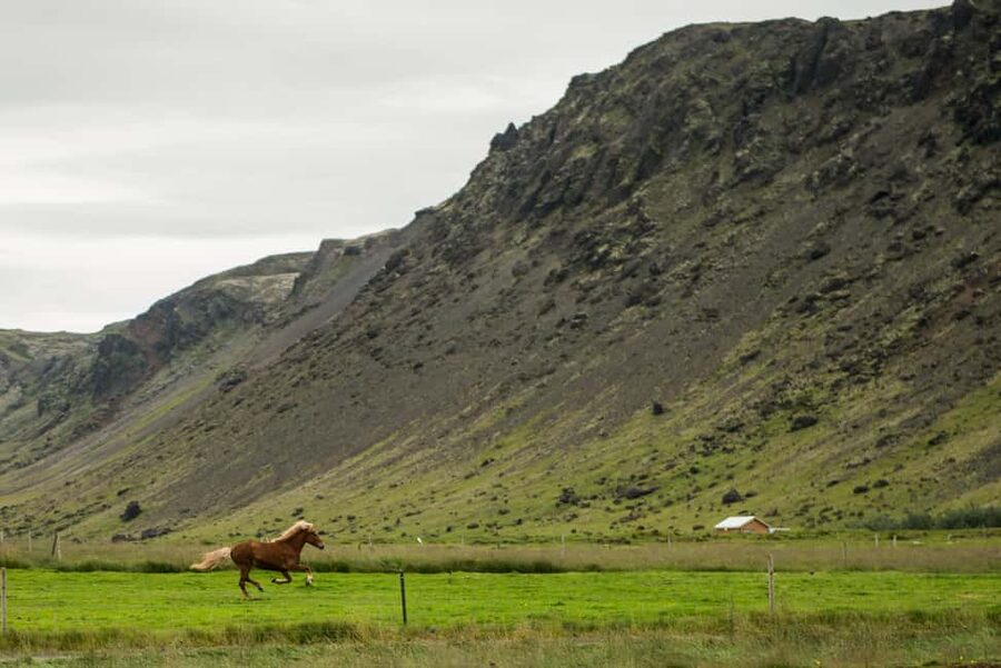 Reykjadalur: Horseback Riding Tour for Families & Beginners - Price and value: is $104 per person worth it?