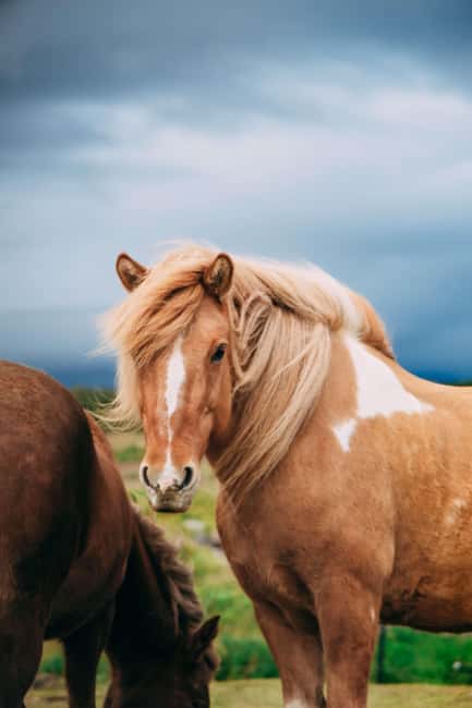 Reykjadalur: Horseback Riding Tour for Families & Beginners - What to bring (and what to skip) so the ride stays comfortable